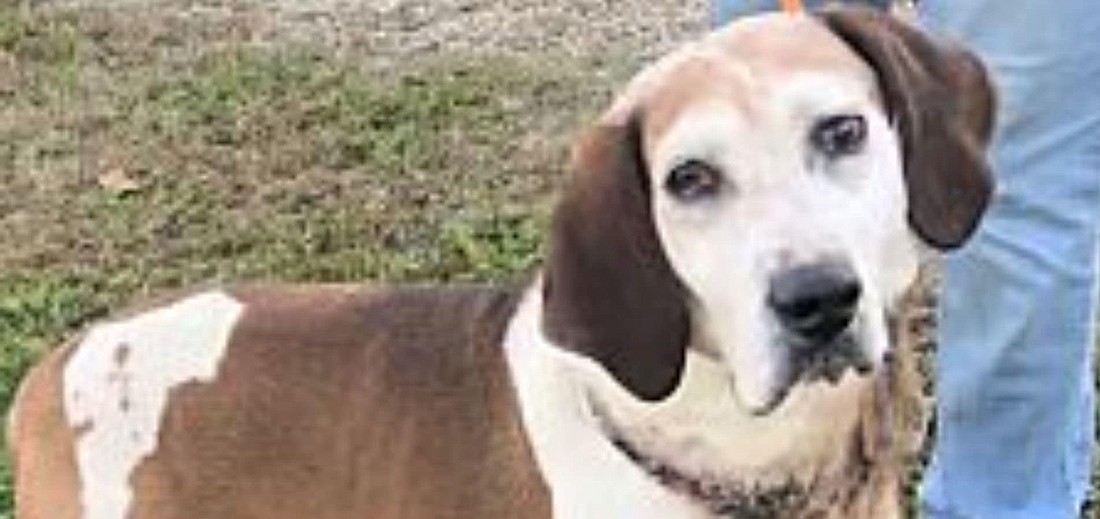 Pictured is 8-year-old Rowan. Rowan is a coonhound and his adoption fees will be waived.