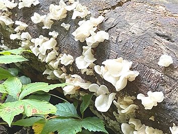 What the Fungus!? White Jelly Fungus