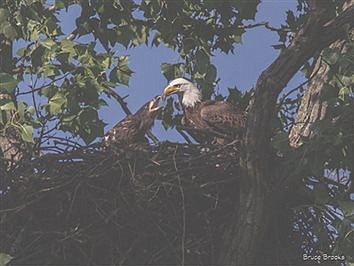 The American Bald Eagle makes a comeback