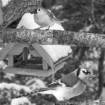 Watch for these two birds your backyards 