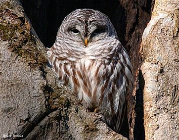 Owls are January’s bird