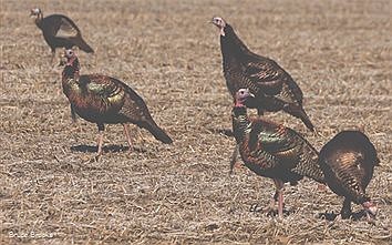 Thrive, Turkeys!  The Wild Turkey: A Modern Conservation Marvel