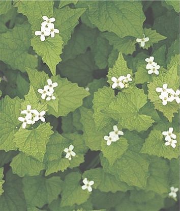 Invasive Species:  Garlic Mustard