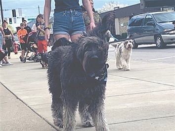 Another Pet Parade, another success for pets